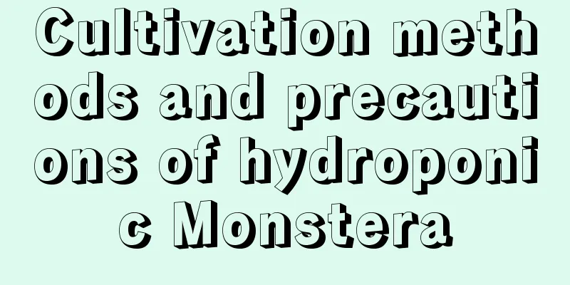 Cultivation methods and precautions of hydroponic Monstera