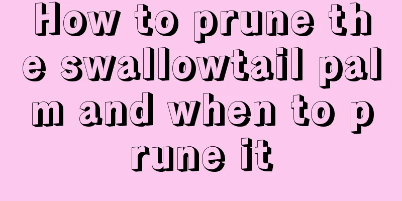 How to prune the swallowtail palm and when to prune it