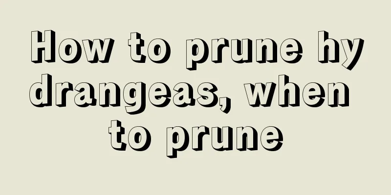 How to prune hydrangeas, when to prune