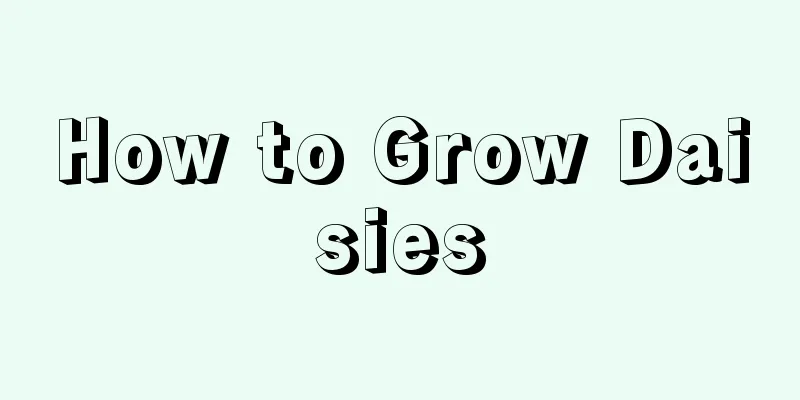 How to Grow Daisies