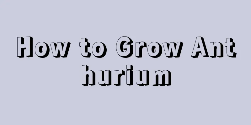 How to Grow Anthurium