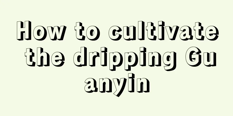 How to cultivate the dripping Guanyin