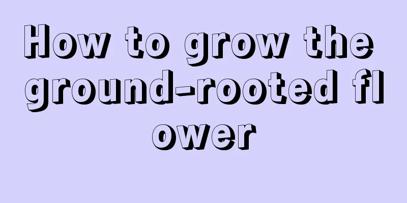 How to grow the ground-rooted flower