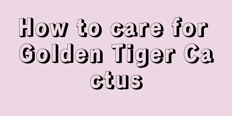 How to care for Golden Tiger Cactus