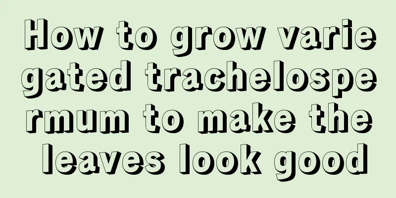 How to grow variegated trachelospermum to make the leaves look good