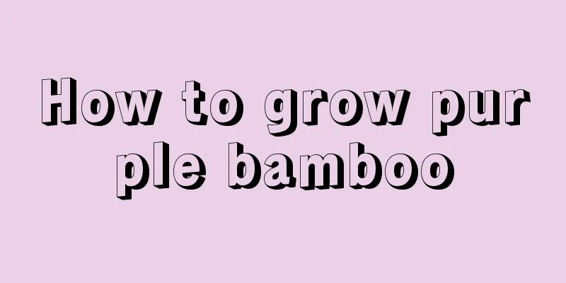 How to grow purple bamboo