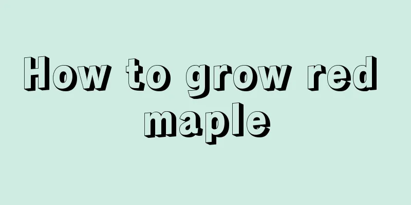 How to grow red maple