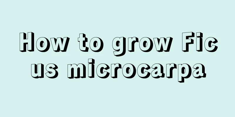 How to grow Ficus microcarpa