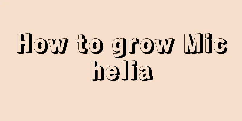 How to grow Michelia