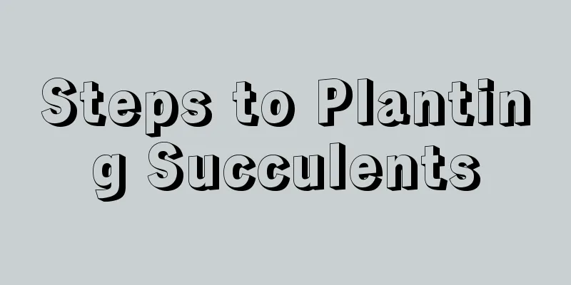 Steps to Planting Succulents