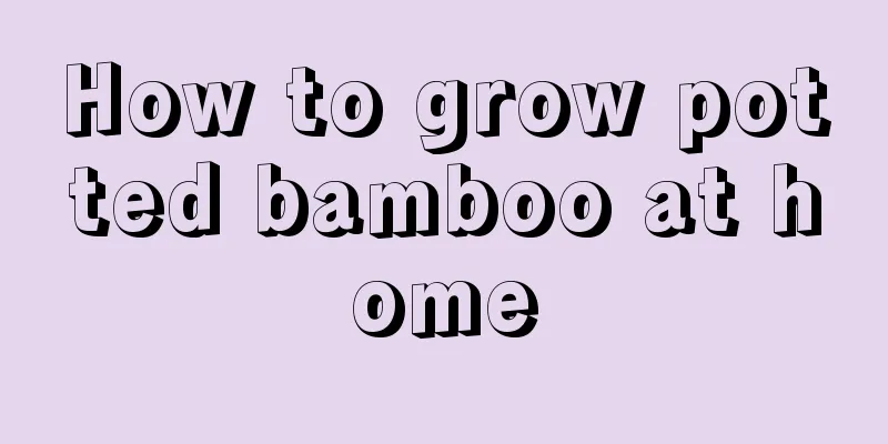 How to grow potted bamboo at home