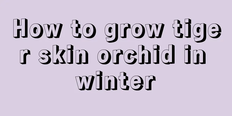 How to grow tiger skin orchid in winter