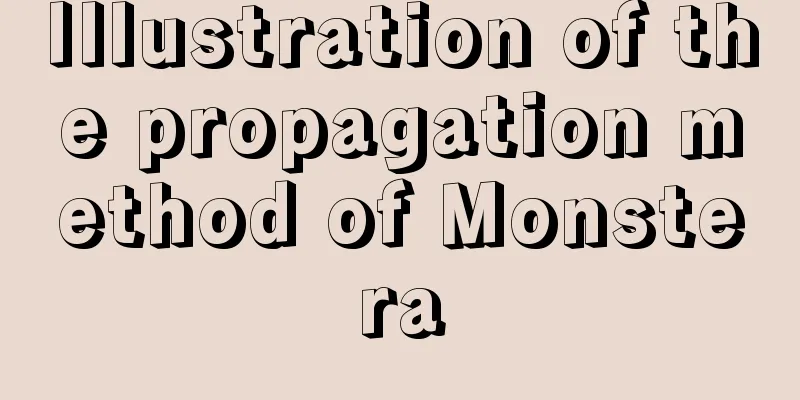 Illustration of the propagation method of Monstera