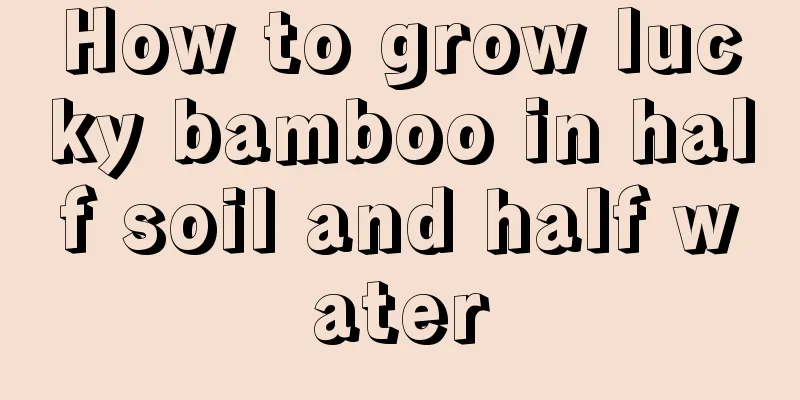 How to grow lucky bamboo in half soil and half water