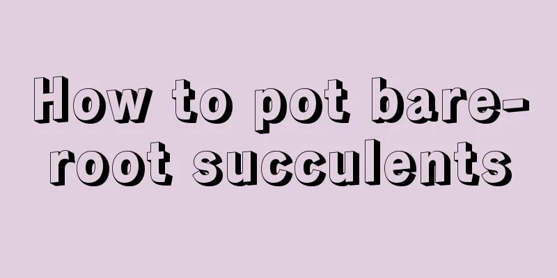 How to pot bare-root succulents