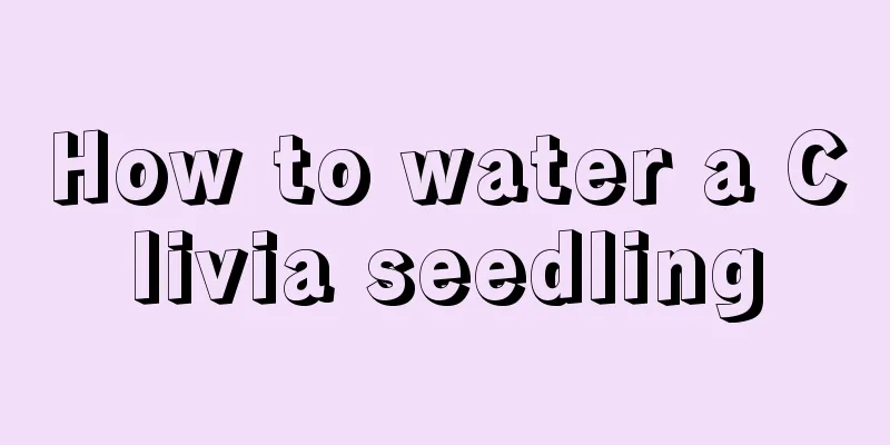 How to water a Clivia seedling