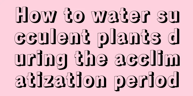 How to water succulent plants during the acclimatization period