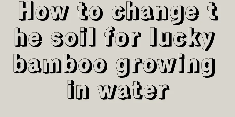 How to change the soil for lucky bamboo growing in water