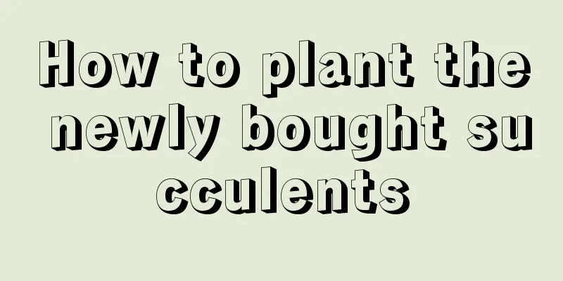 How to plant the newly bought succulents