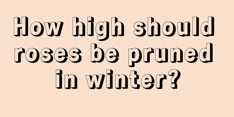 How high should roses be pruned in winter?