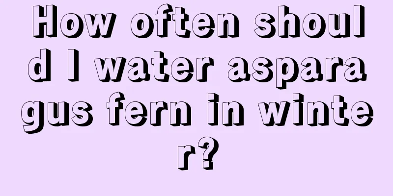 How often should I water asparagus fern in winter?