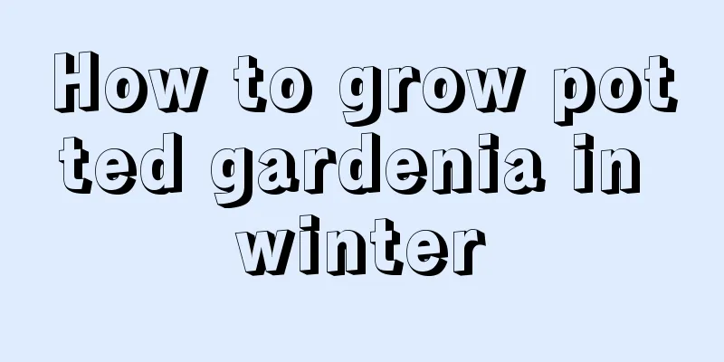 How to grow potted gardenia in winter