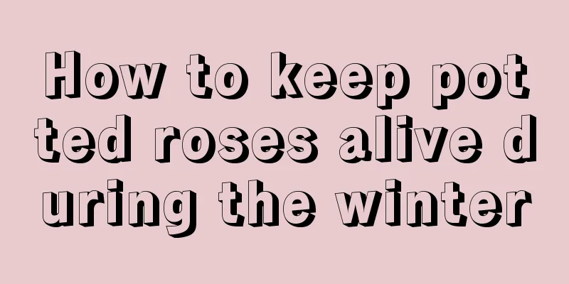 How to keep potted roses alive during the winter