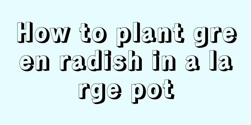 How to plant green radish in a large pot