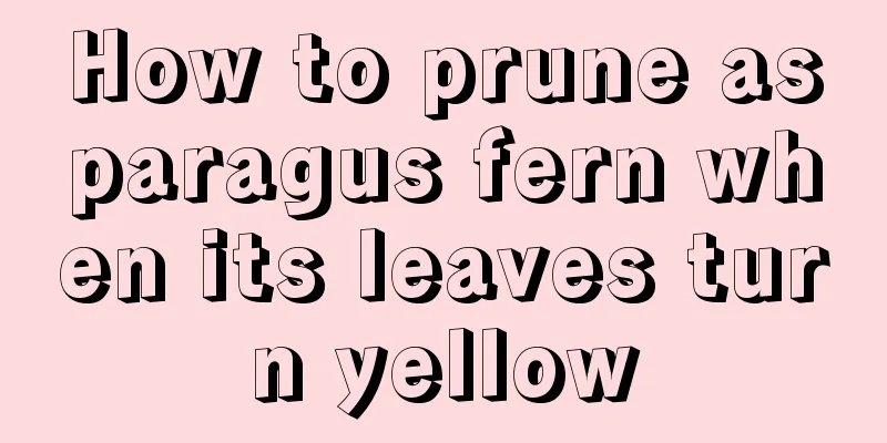 How to prune asparagus fern when its leaves turn yellow