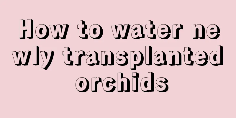 How to water newly transplanted orchids