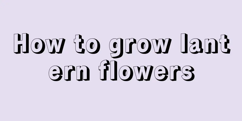 How to grow lantern flowers