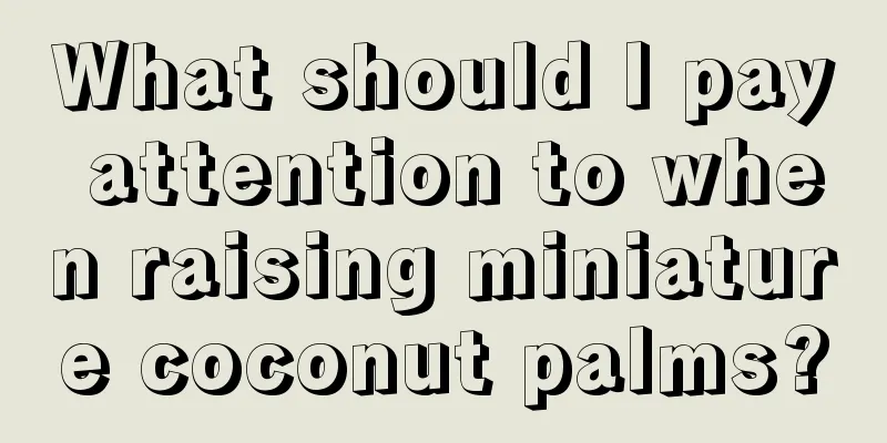 What should I pay attention to when raising miniature coconut palms?