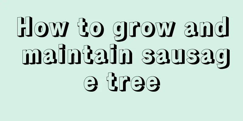 How to grow and maintain sausage tree