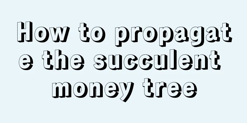 How to propagate the succulent money tree