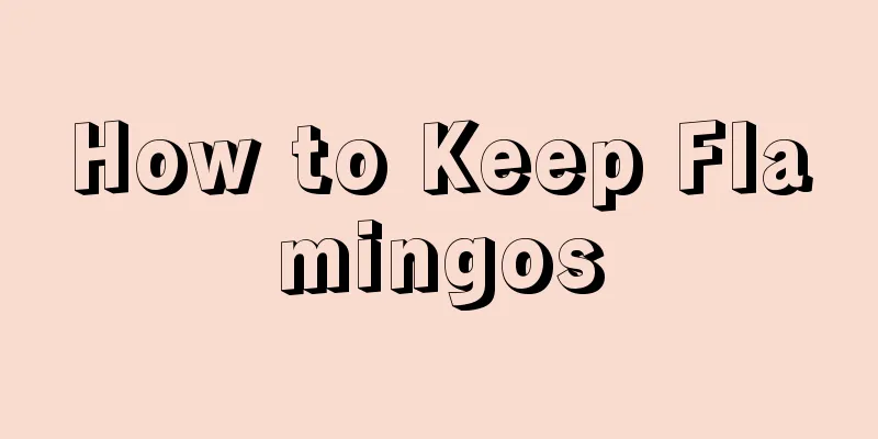 How to Keep Flamingos