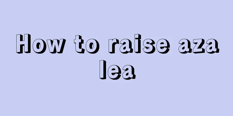 How to raise azalea