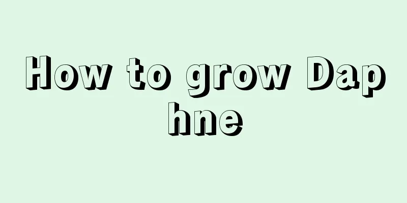 How to grow Daphne