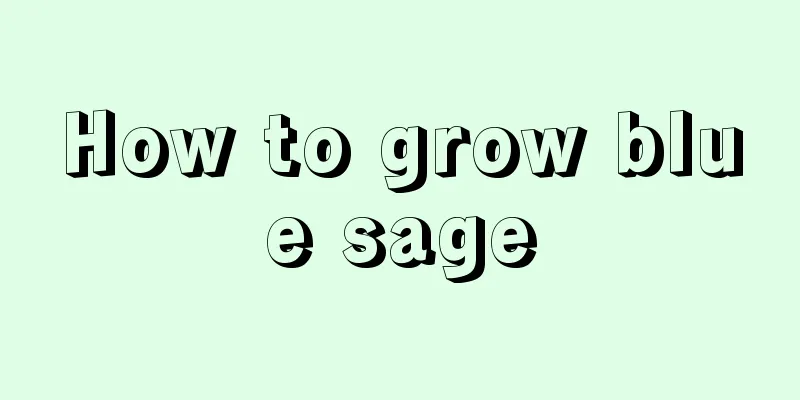 How to grow blue sage