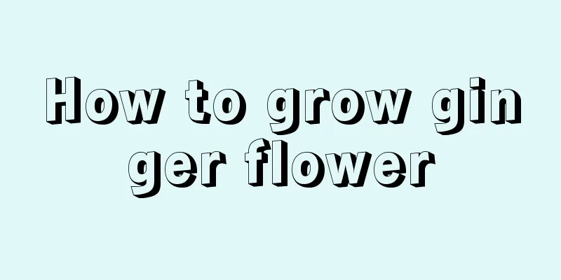 How to grow ginger flower