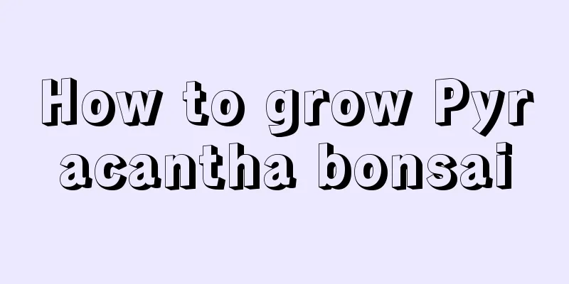 How to grow Pyracantha bonsai