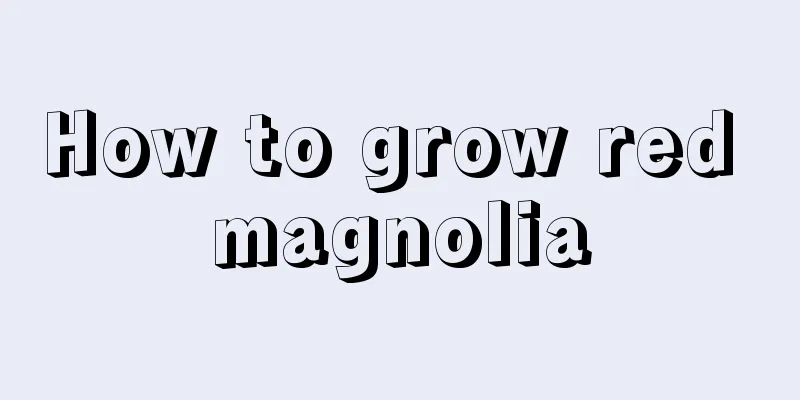 How to grow red magnolia