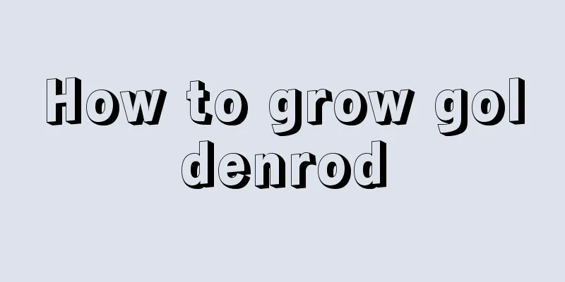 How to grow goldenrod