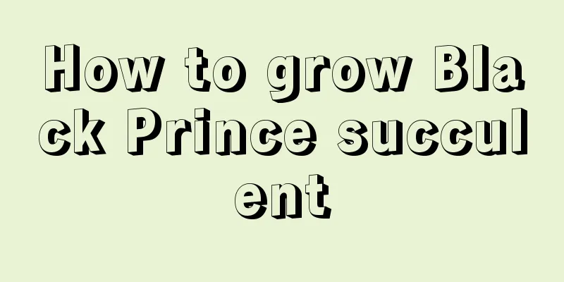 How to grow Black Prince succulent