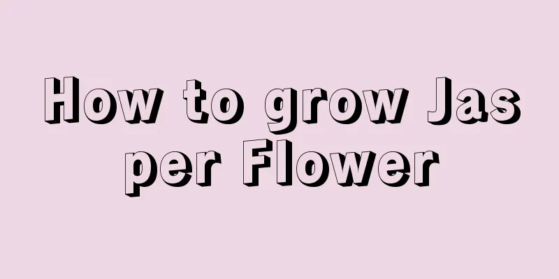 How to grow Jasper Flower