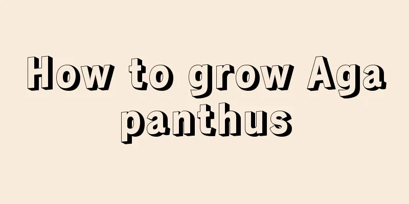 How to grow Agapanthus