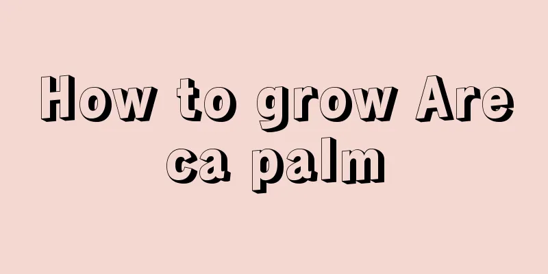 How to grow Areca palm