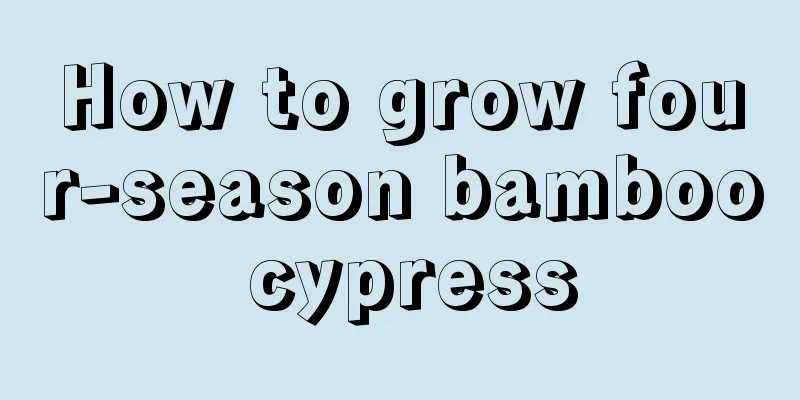 How to grow four-season bamboo cypress