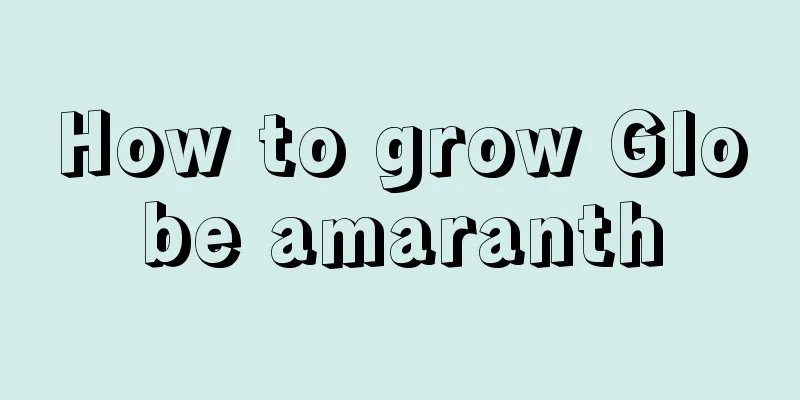 How to grow Globe amaranth