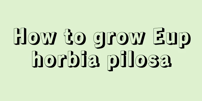 How to grow Euphorbia pilosa