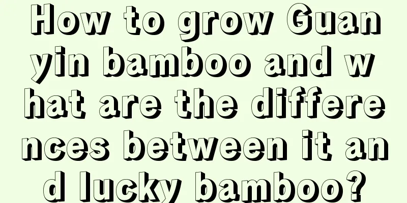 How to grow Guanyin bamboo and what are the differences between it and lucky bamboo?